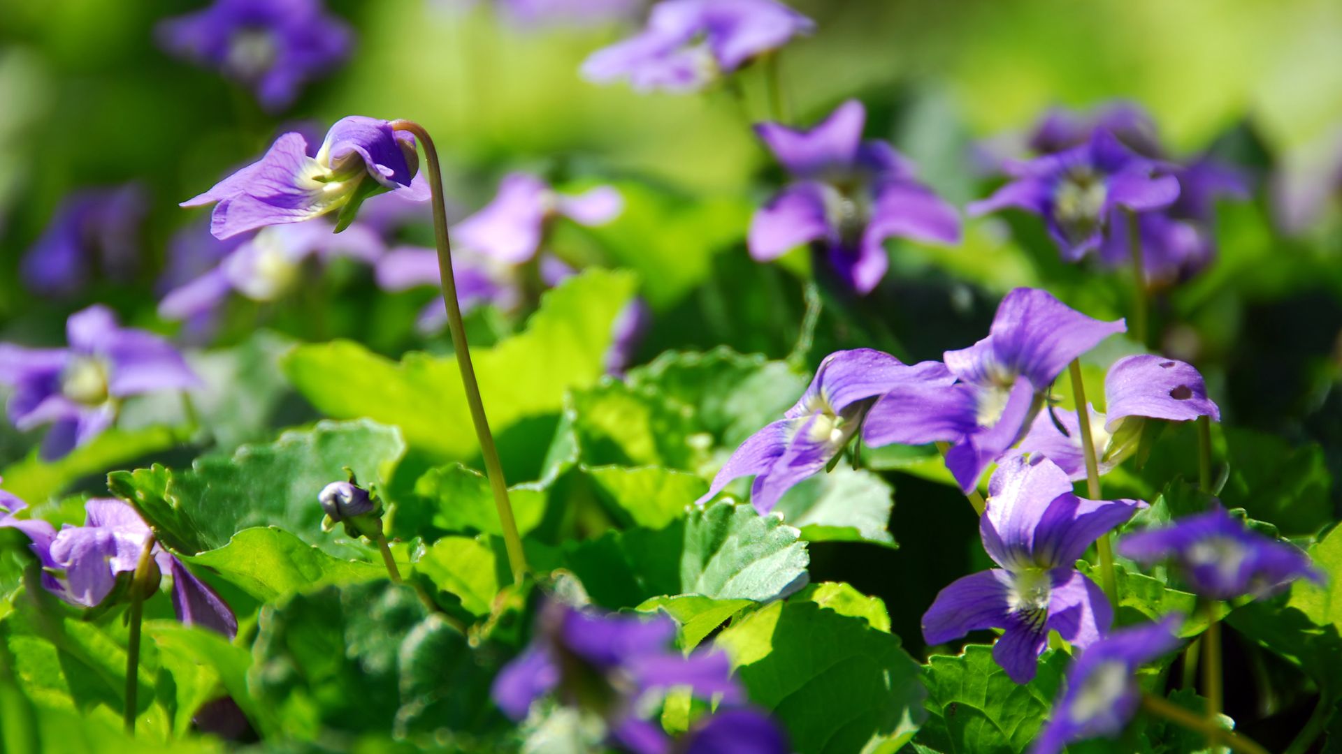 Violets (Viola)